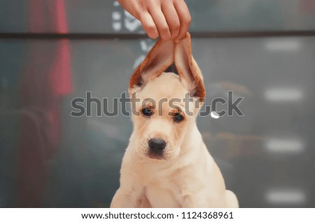 Puppy of the Golden Labrador. Little dog. Little Labrador Retriever