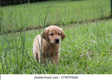 Puppy Golden Retreiver Farm Dog 