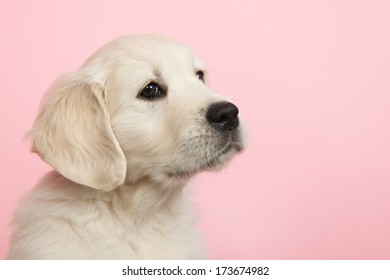 Puppy Golden Retreiver On Pink Background