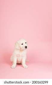 Puppy Golden Retreiver On Pink Background