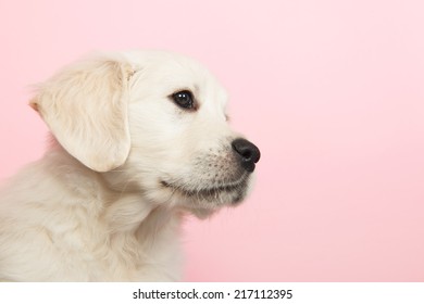 Puppy Golden Retreiver On Pink Background