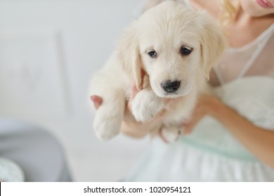 Beautiful Golden Retriever Blond Purebred Images Stock Photos Vectors Shutterstock