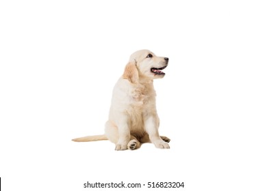 Puppy Golden Retriever On A White Background