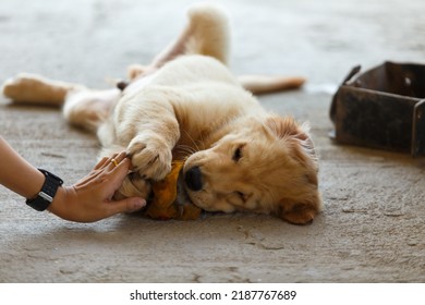 Puppy Golden Retriever Playing Dirty Tripe.