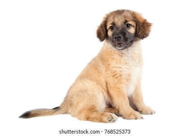 puppy of golden retriever (shepherd) isolated on white background