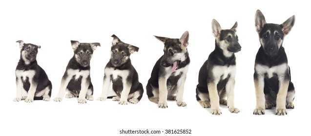 Four German Shepherds Front White Background Stock Photo (Edit Now ...