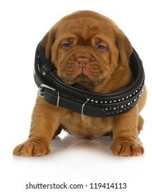 Puppy Growth - Dogue De Bordeaux Puppy Wearing Dog Collar That Is Too Big - 4 Weeks Old