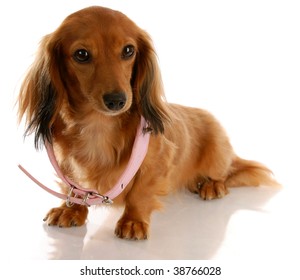 Puppy Growth - Miniature Dachshund Wearing A Dog Collar That Is Too Big