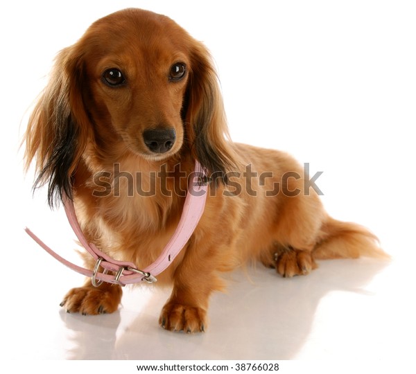 Puppy Growth Miniature Dachshund Wearing Dog Stock Photo