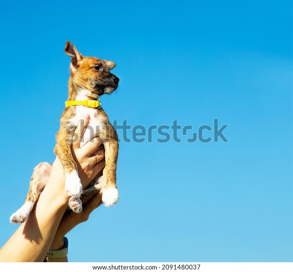 A\
puppy in the hands of a man against a blue sky. The owner\'s hands\
hold a small dog. The dog looks to the side. A\
pet.