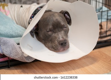 Puppy Has Fallen Asleep In Her Cone After Surgery