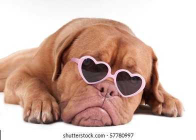 Puppy With Heart Shaped Pink Framed Sun Glasses Isolated