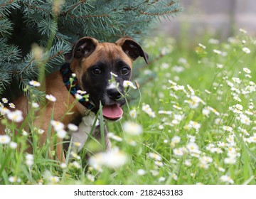 Puppy Hiding Among The Flowers.