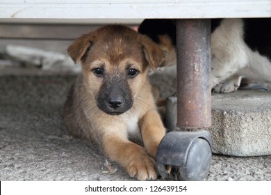 Puppy Hiding Under A Table