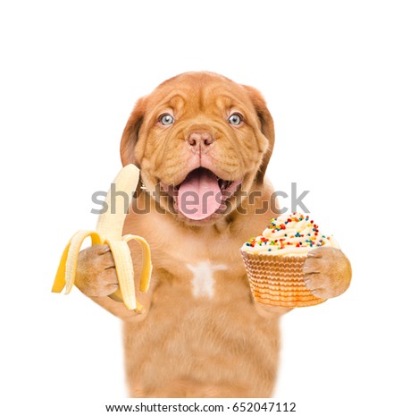 Puppy is holding a banana and cupcake in the paws. isolated on white background