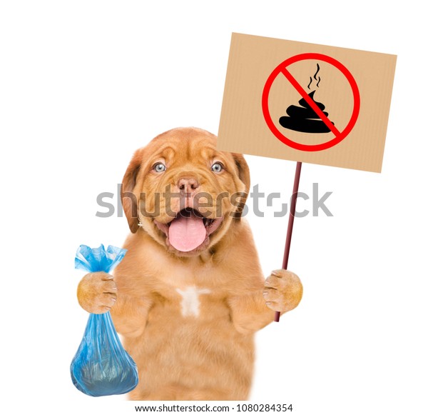 子犬はビニール袋を持ち 犬のフンはいらない とサインをする 犬の糞を掃除するコンセプト 白い背景に の写真素材 今すぐ編集