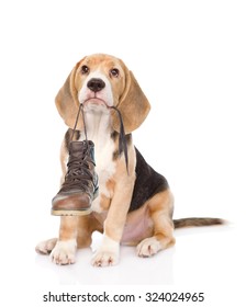 Puppy Holds Shoes In His Mouth. Isolated On White Background