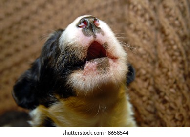 Puppy Howl