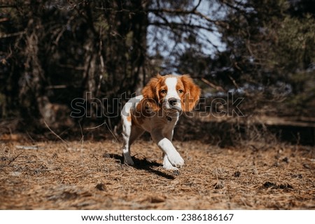 A puppy of the hunting breed Epagneul Breton on the background of nature