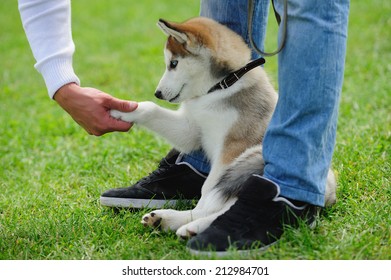 puppy of husky dog on the green grass