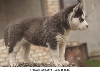 Puppy Husky Side Profile Stock Photo 1353455888 | Shutterstock