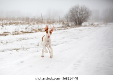 Puppy Ibizan Hound