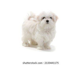 Puppy isolated on white background. 