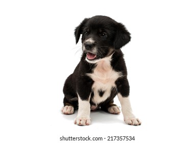 Puppy Isolated On White Background