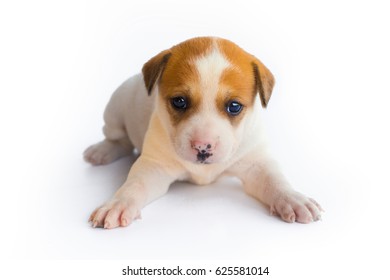 Puppy Isolated On A White Background