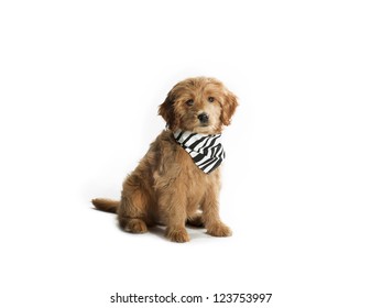 A puppy isolated on white wearing a bandana.