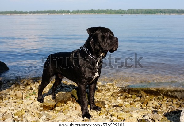 Puppy Italian Mastiff Italian Canecorso Dog Stock Photo