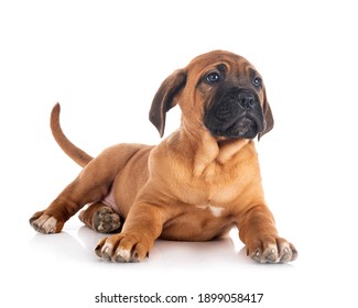 獒犬图片 库存照片和矢量图 Shutterstock