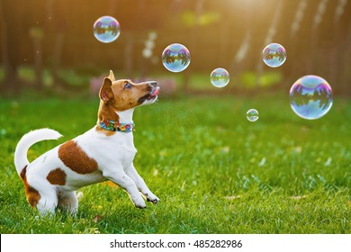 Puppy jack russell playing with soap bubbles in summer outdoor.