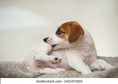 Puppy Jack russell  with scratching himself and bite fleas.
