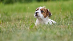 Puppy Jack Russell Terrier Is Playing In The Garden On The Grass.                     