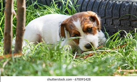 Puppy Jack russell terrier is playing in the garden on the grass. - Shutterstock ID 670091428