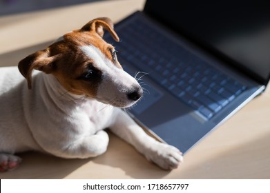Puppy Jack Russell Terrier works at a laptop. A spoiled pet lies by a portable computer. Humor is a metaphor for the remote work of a programmer. - Shutterstock ID 1718657797