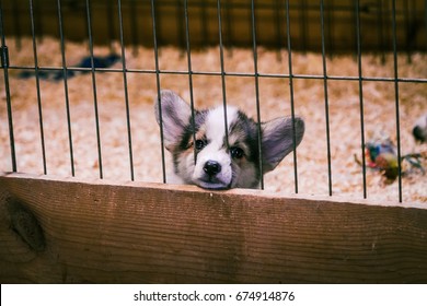 Puppy In Jail