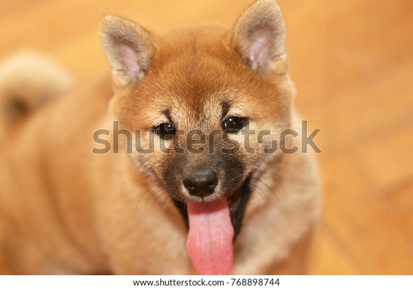 Puppy Japanese Dog Shiba Inu Having Stock Photo Edit Now