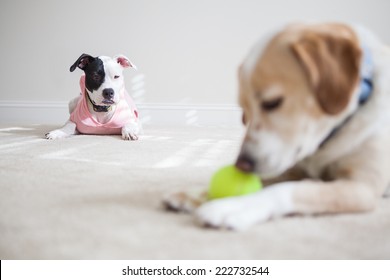Puppy jealous of dog playing with tennis ball
