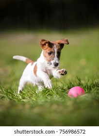 Puppy Jumps For The Ball