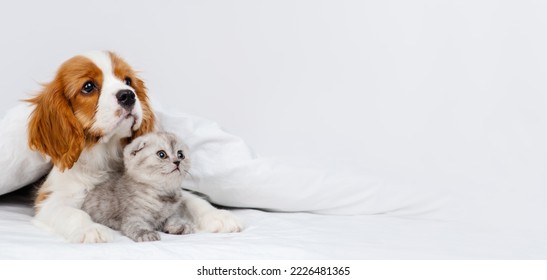 Puppy king charles spaniel lying on bed next to kitten of scottish breed. Stretched panoramic image for banner - Shutterstock ID 2226481365