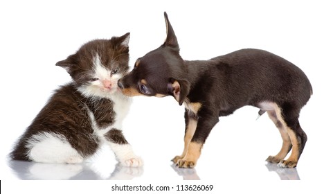 The Puppy Kisses A Kitten. Isolated On A White Background