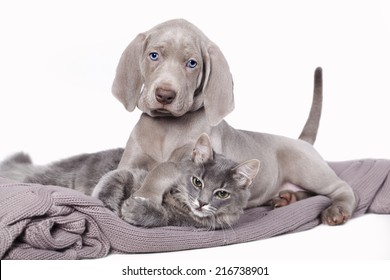 puppy and kitten , Cat and dog