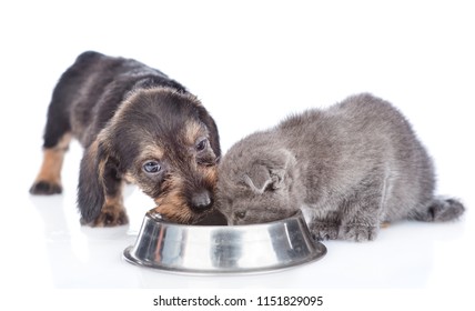 Puppy And Kitten Eating Together. Isolated On White Background