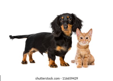 Puppy And Kitten In Front Of A White Background