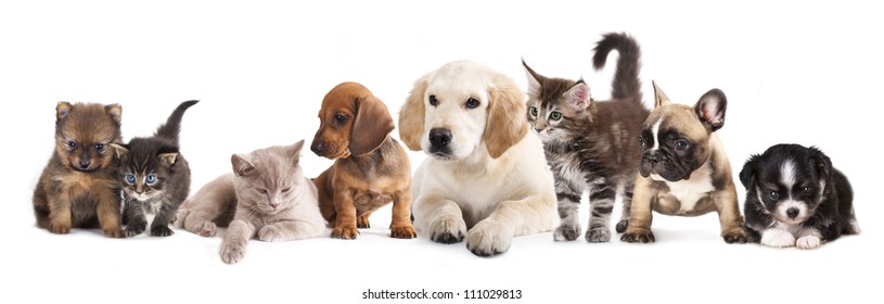  puppy and kitten , Group of cats and dogs in front of white background