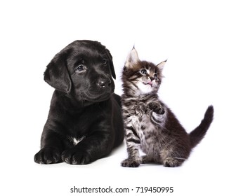 Puppy And Kitten , Group Of Cats And Dogs In Front Of White Background