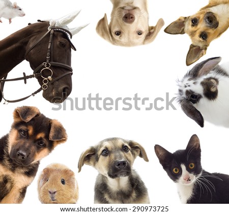 Puppy and kitten and guinea pig and  horse and rat