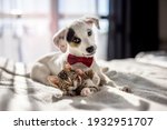 Puppy and kitten hugging on the bed as a best friends